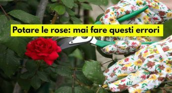 Cespugli di rose, come potarli: gli errori da non commettere