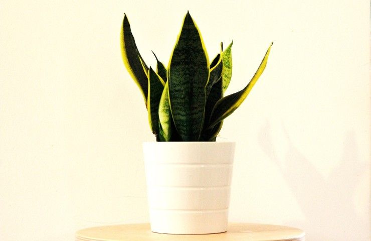 sansevieria vaso