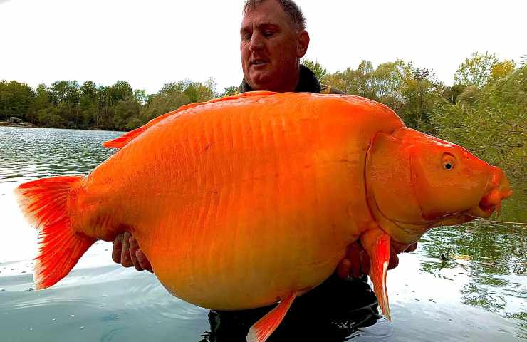 pesce rosso carpa