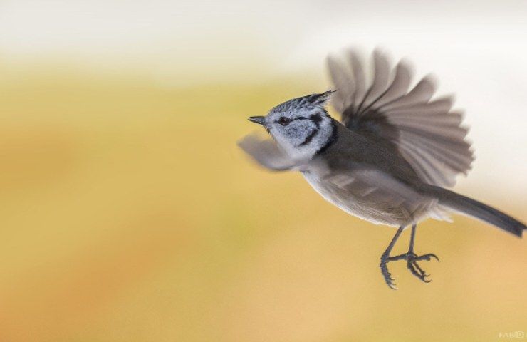 Uccelli cavi elettrici
