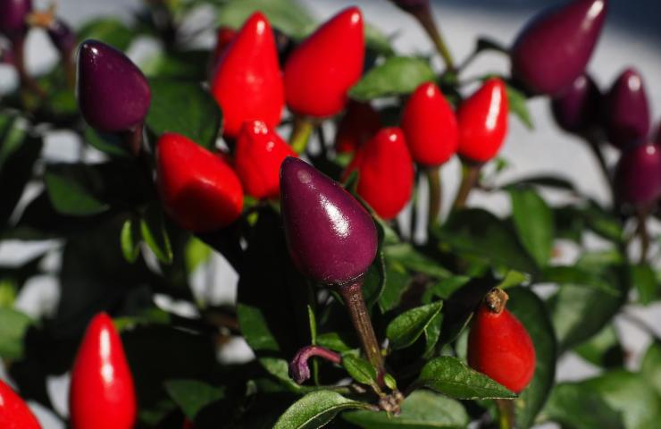 Peperoncino come coltivarlo