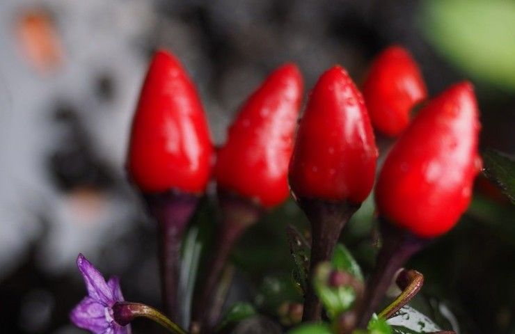Pianta Peperoncino coltivarla