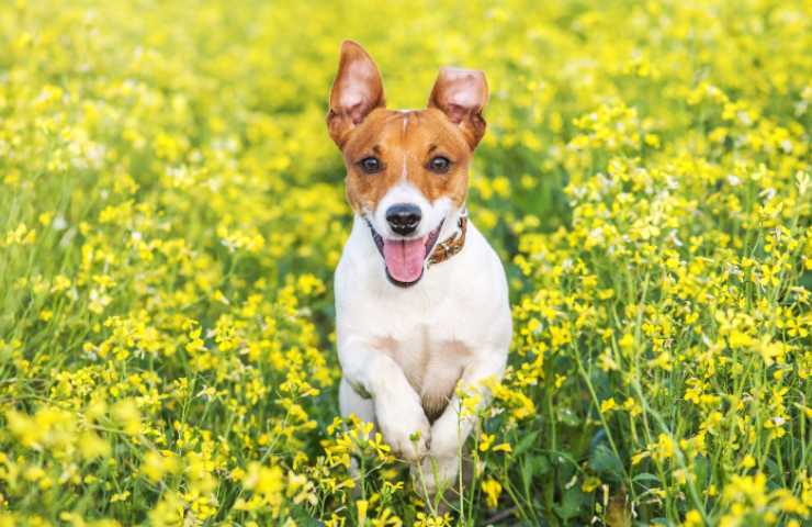 Cane pulci come capire se le ha