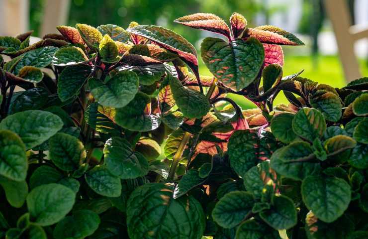Pianta pilea perché coltivarla