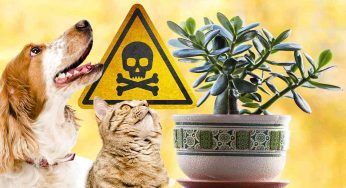 Albero di giada, se hai animali in casa devi preoccuparti: è velenoso