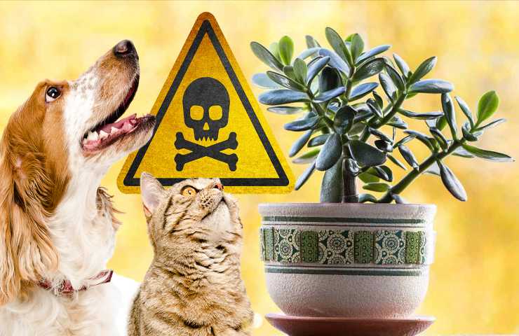 rischi cane gatto mangiano albero di giada