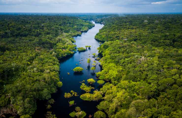 perché l'amazzonia può diventare savana