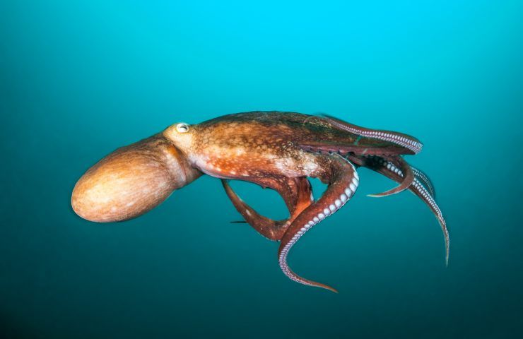 video incontro giappone calamaro gigante