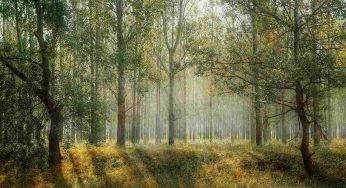 Gli alberi sono ancora più importanti: fondamentali contro i cambiamenti climatici