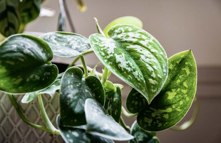 Perché pothos chiamato edera del diavolo