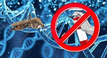 Zanzare, resistono agli insetticidi: mutazione di un gene
