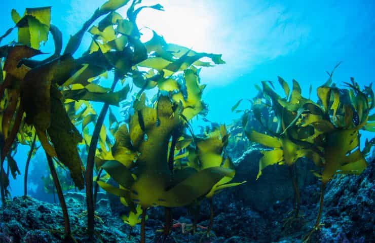 soluzione crisi climatica alghe marine