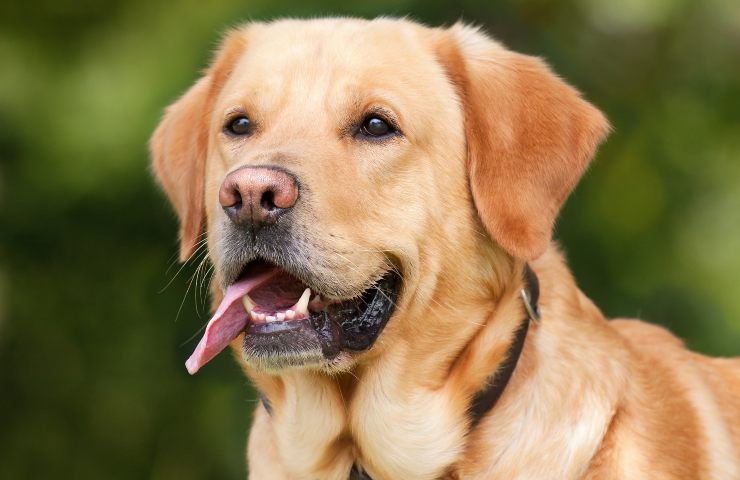 Cani vedono veloce o lento?
