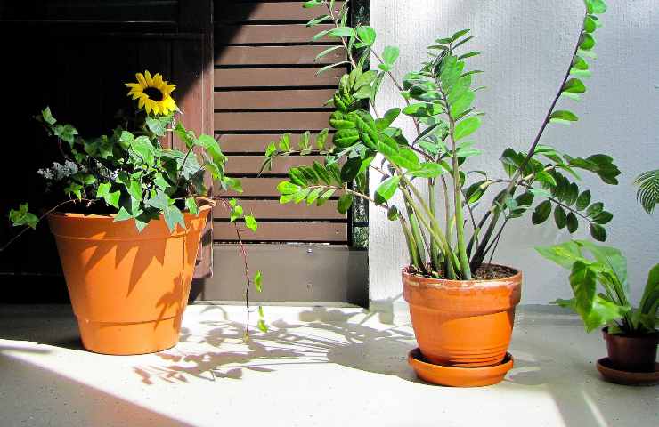 Piante balcone non va bene