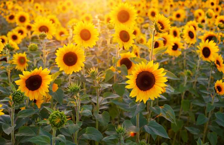 Girasole perché appassisce