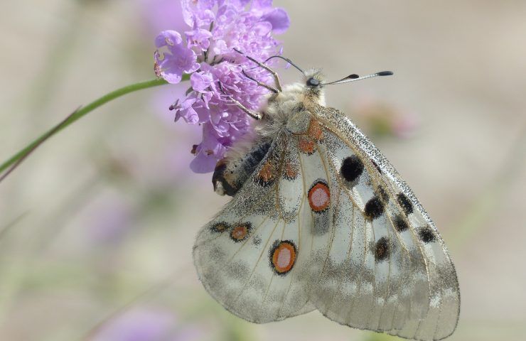 Pianta scabiosa come coltivarla