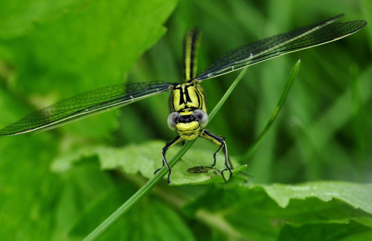 Libellula come attirarla in giardino