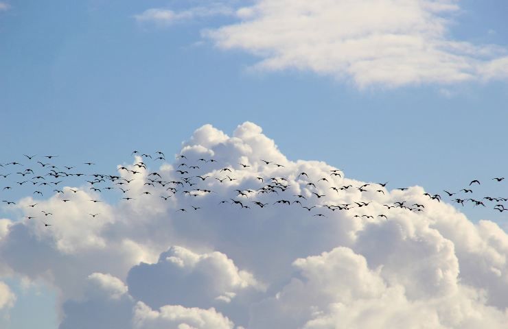 Migrazione uccelli cambiamento climatico