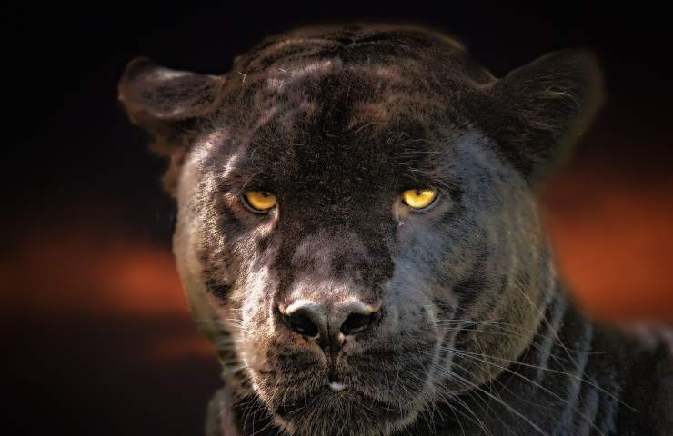 Giaguaro uno degli animali più rari