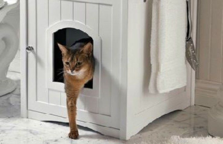 Lettiera gatto dove si butta