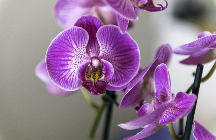 Orchidea riposto vegetativo cosa fare 