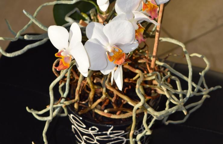 Orchidea radici come curarla 