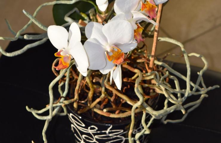 Orchidea radici come curarla