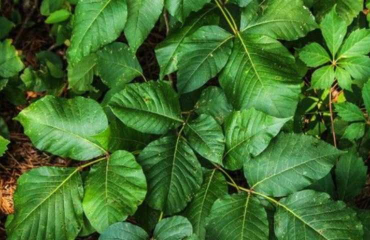 Pianta simile all'edera ecco come riconoscerla