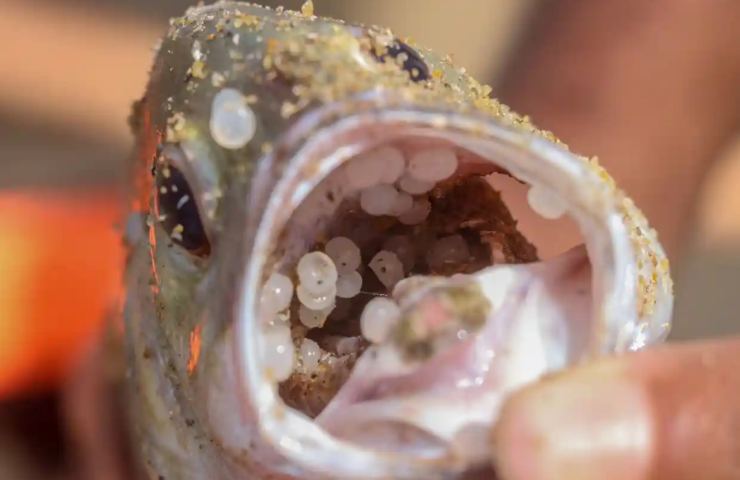 Nurdles sono particelle pericolose per l'ambiente