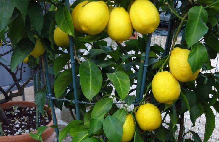Limoni coltivazione