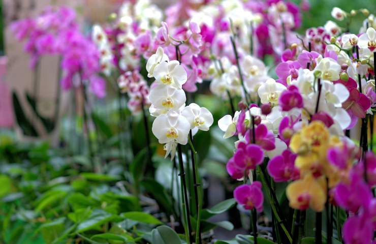 Come innaffiare orchidee