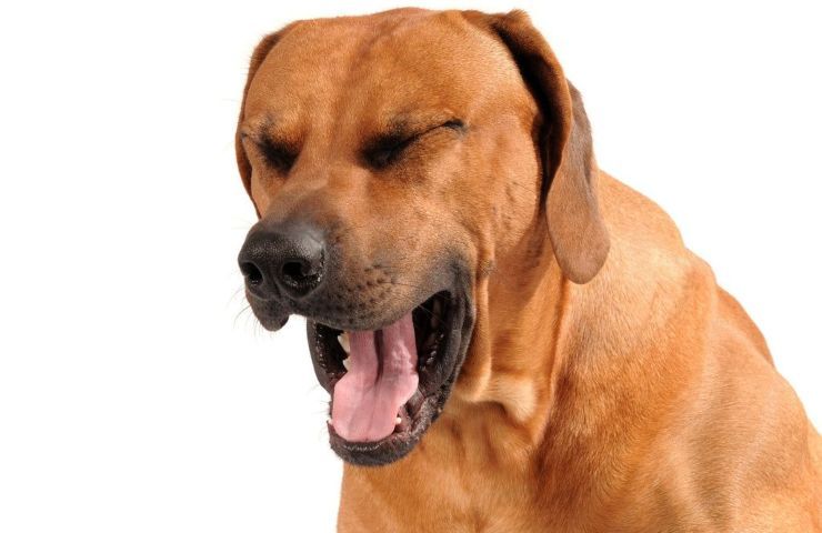 Cane tosse sintomi e cure