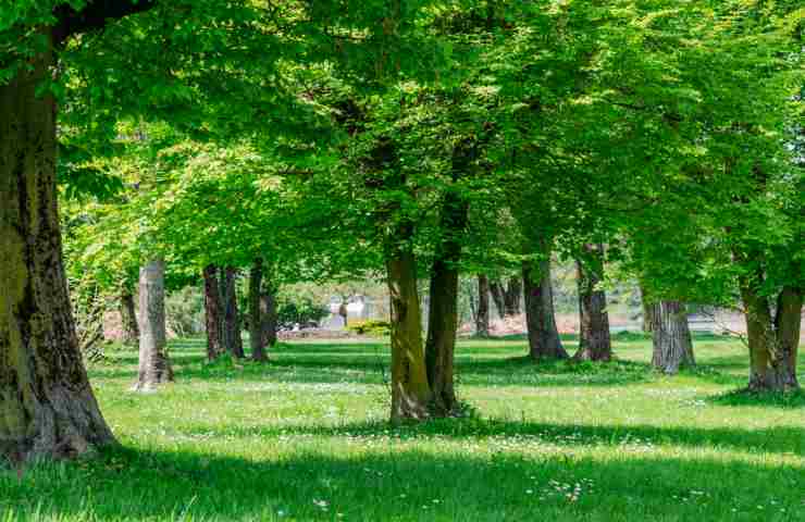 alberi migliori per respirare