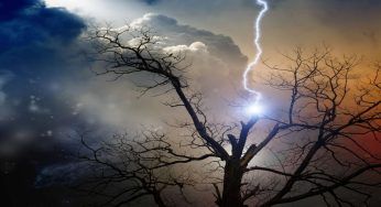 Galles, un fulmine lo spezza: l’albero più alto si trasforma in “qualcosa di nuovo”