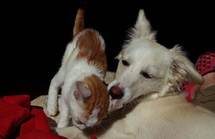 Animali vedono bianco e nero