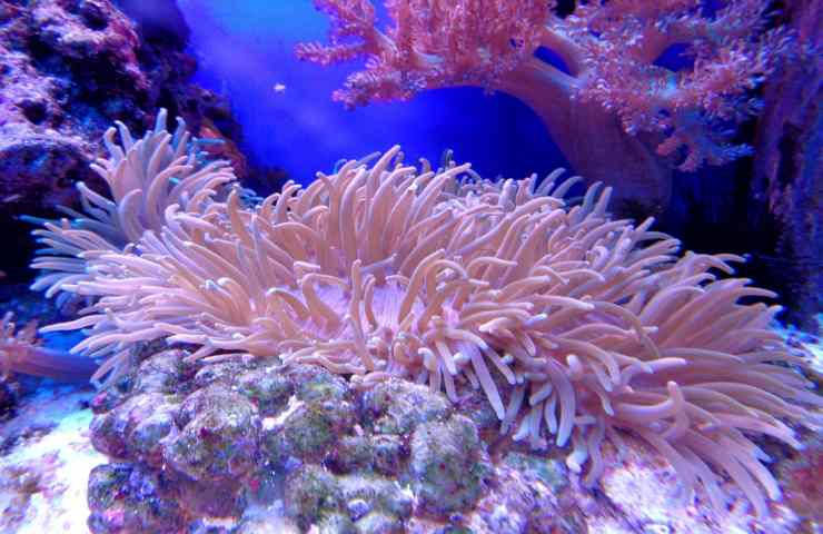 scoperta sui coralli