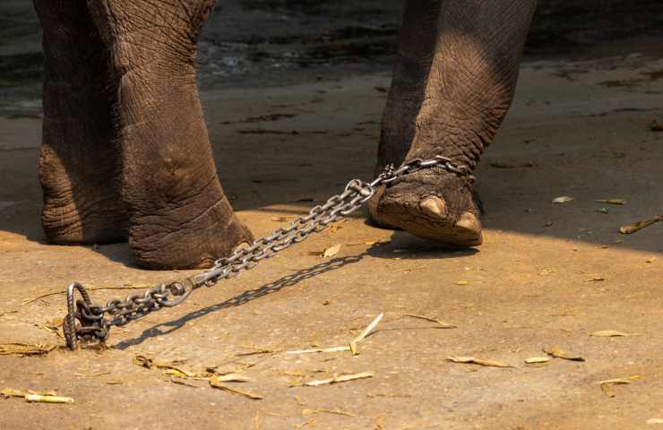 thailandia tortura elefante