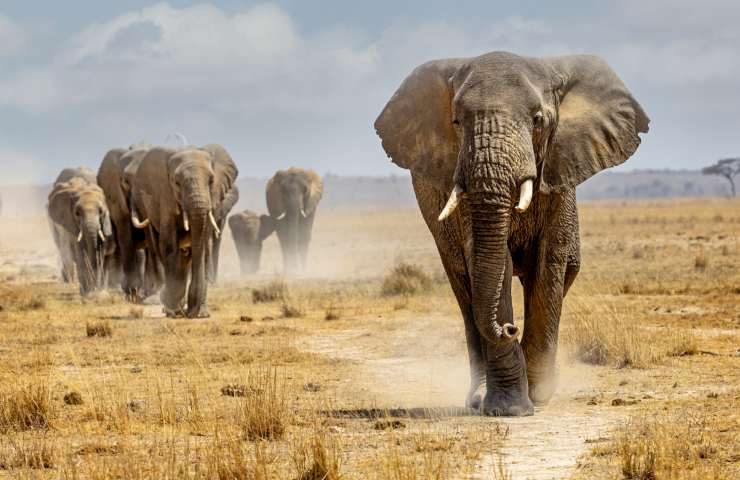 è vero che gli elefanti hanno una memoria molto sviluppata?