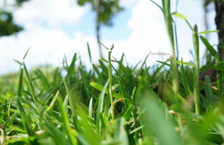 Erbacce giardino soluzione diserbante