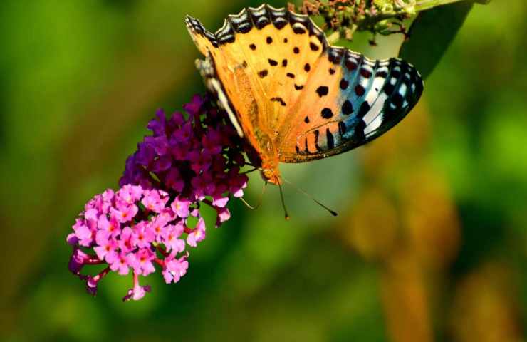 Farfalla Giardinaggio coltivare