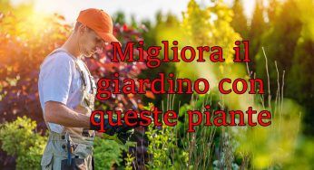 Giardino, quali piante scegliere per avere il più bello