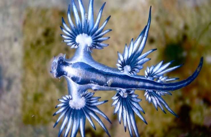 Glaucus atlanticus mollusco velenoso