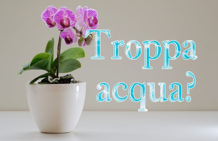 capire se orchidea ha troppa acqua