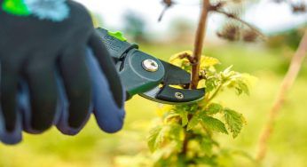 Inverno o estate: quando potare le piante e i segreti del mestiere
