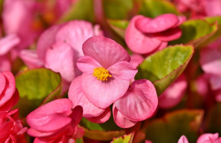 Begonia Maculata come coltivarla