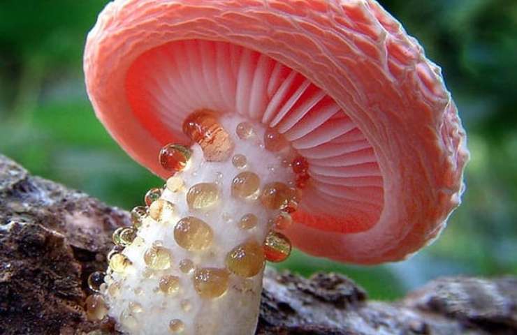 Fungo ambrato ricorda gioelo