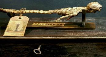 Giappone, venerano una sirena: dopo anni scoperta la verità