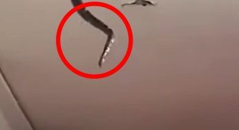 Erano 3 e crollano dal soffitto: sgomento in famiglia, tutto il vicinato ora ha paura