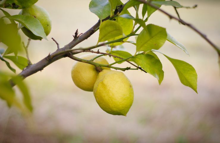 Pianta limoni cadono foglie