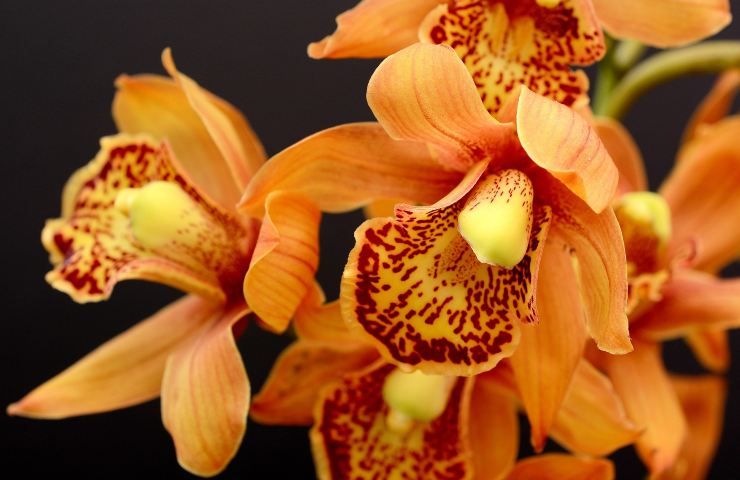 Come far rifiorire orchidea 
